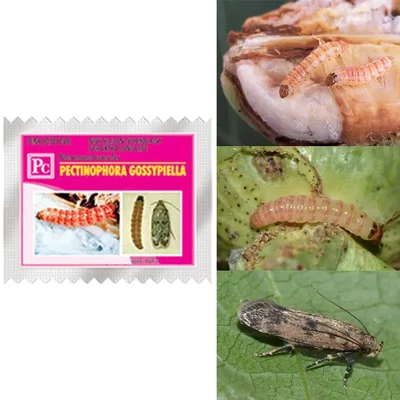 50 Pcs Insect Lures For Pink Boll Worm (Pectinophora Gossypiella)